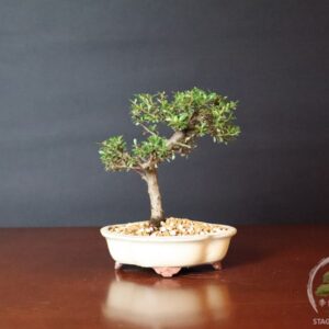 Bonsai cotoneaster horizontalis sempreverde