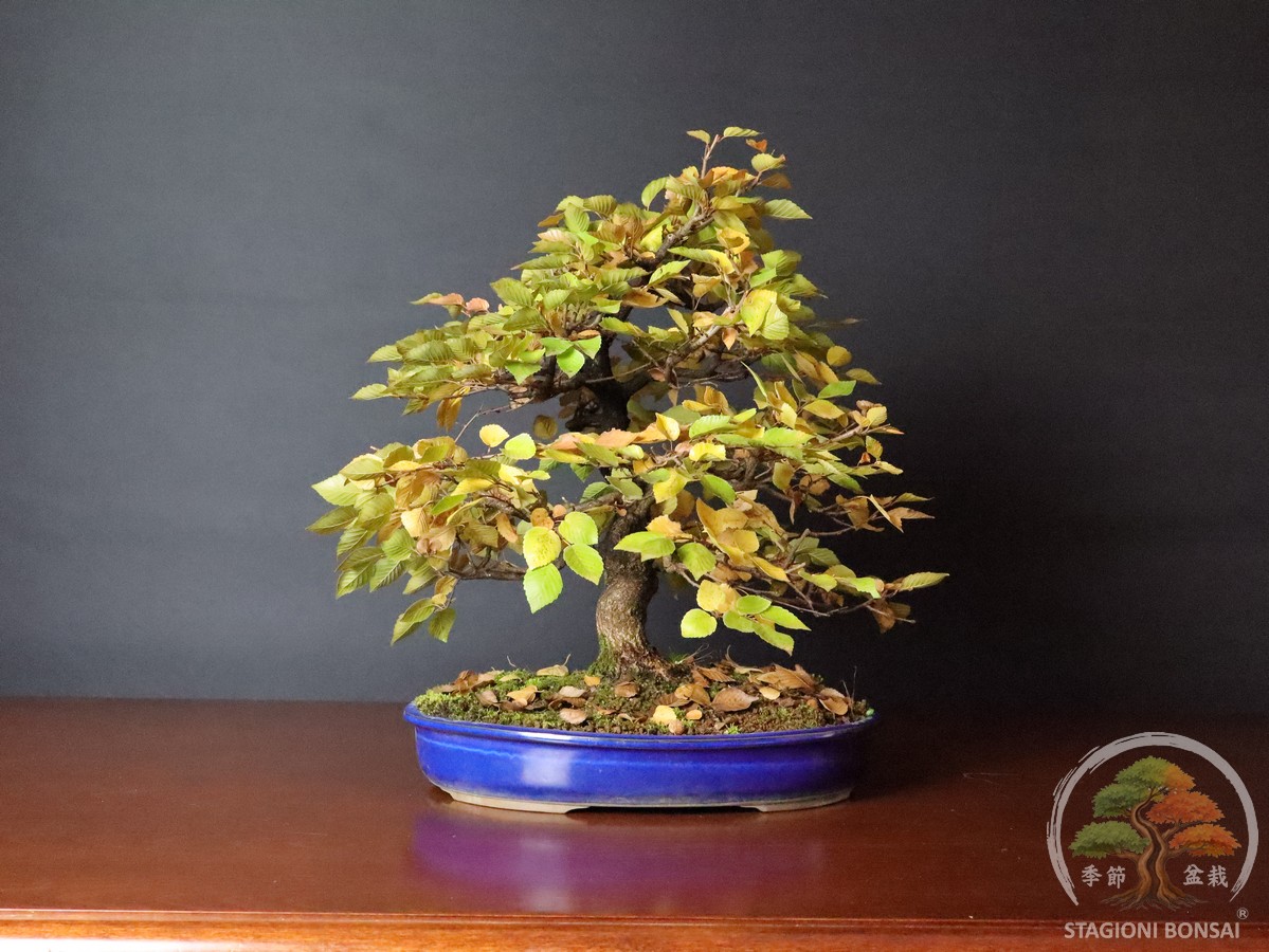 Carpinus coreana - Carpino coreano (25-049)