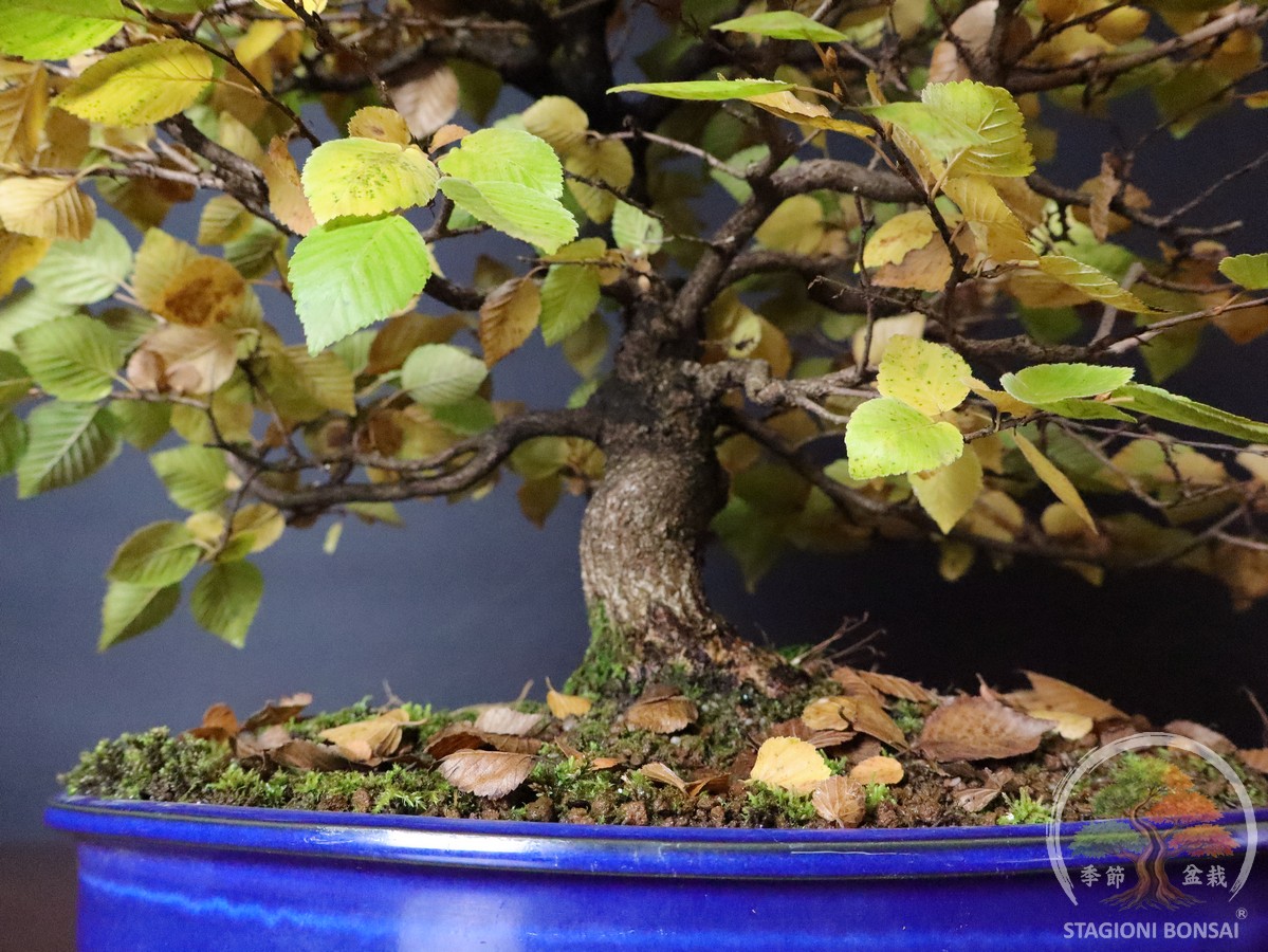 Carpinus coreana - Carpino coreano (25-049) - immagine 5
