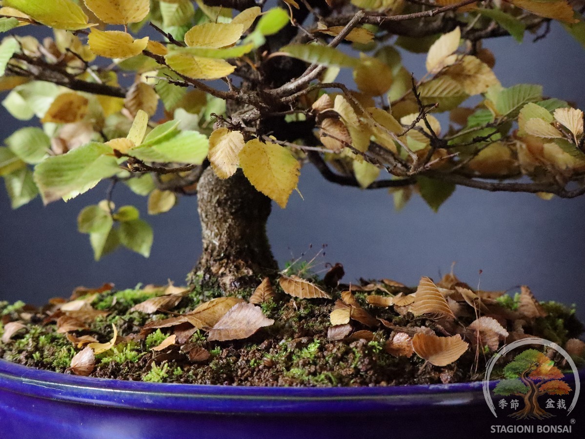 Carpinus coreana - Carpino coreano (25-049) - immagine 6