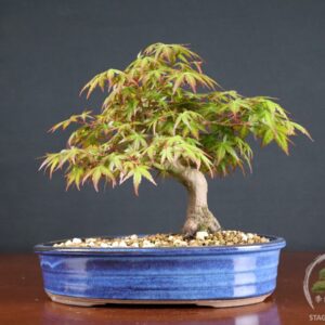 Acer palmatum Yamamomiji – Acero palmato (26-056)