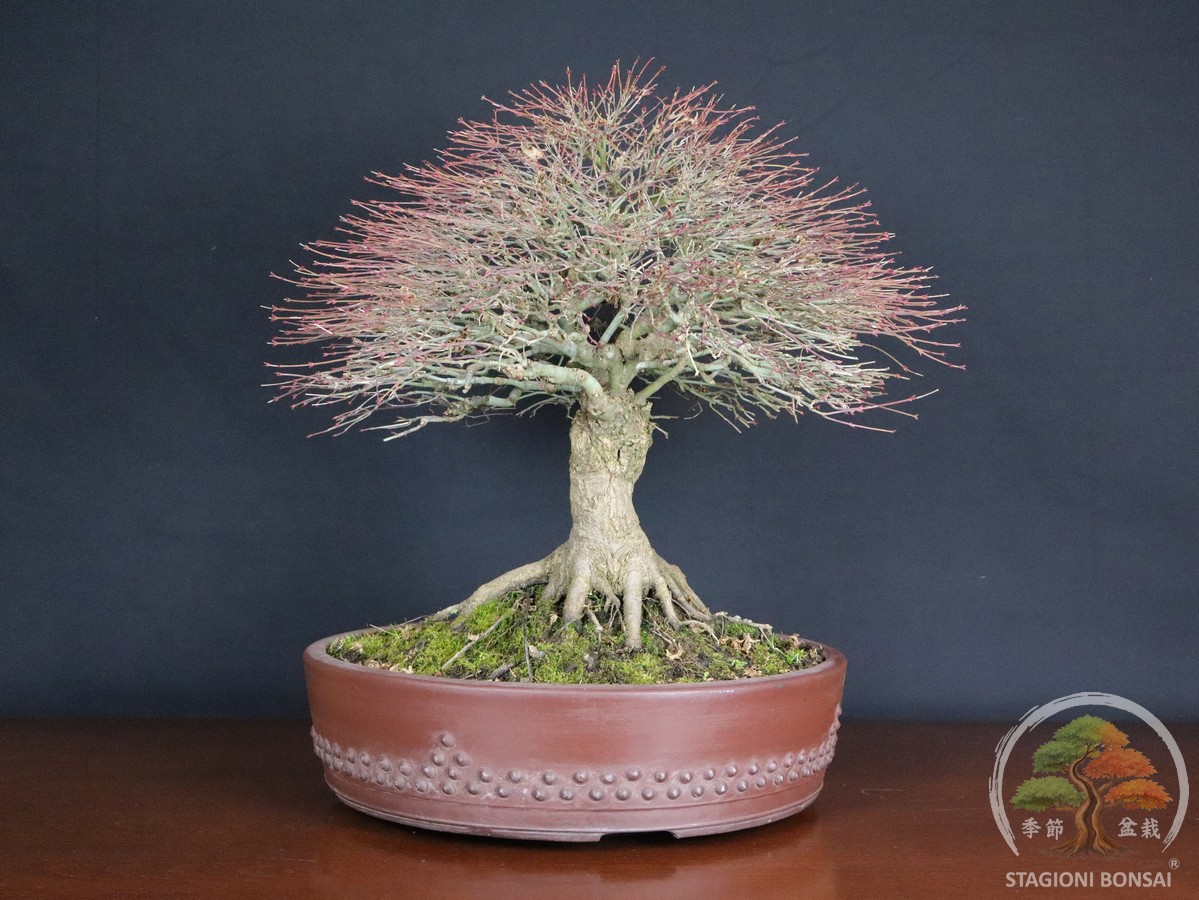 Acer palmatum Kiyohime - Acero palmato (26-050) - immagine 9