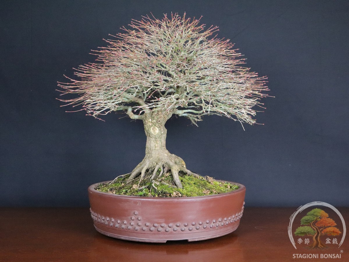 Acero palmato Kiyohime bonsai premiato a EuroFlora 2025