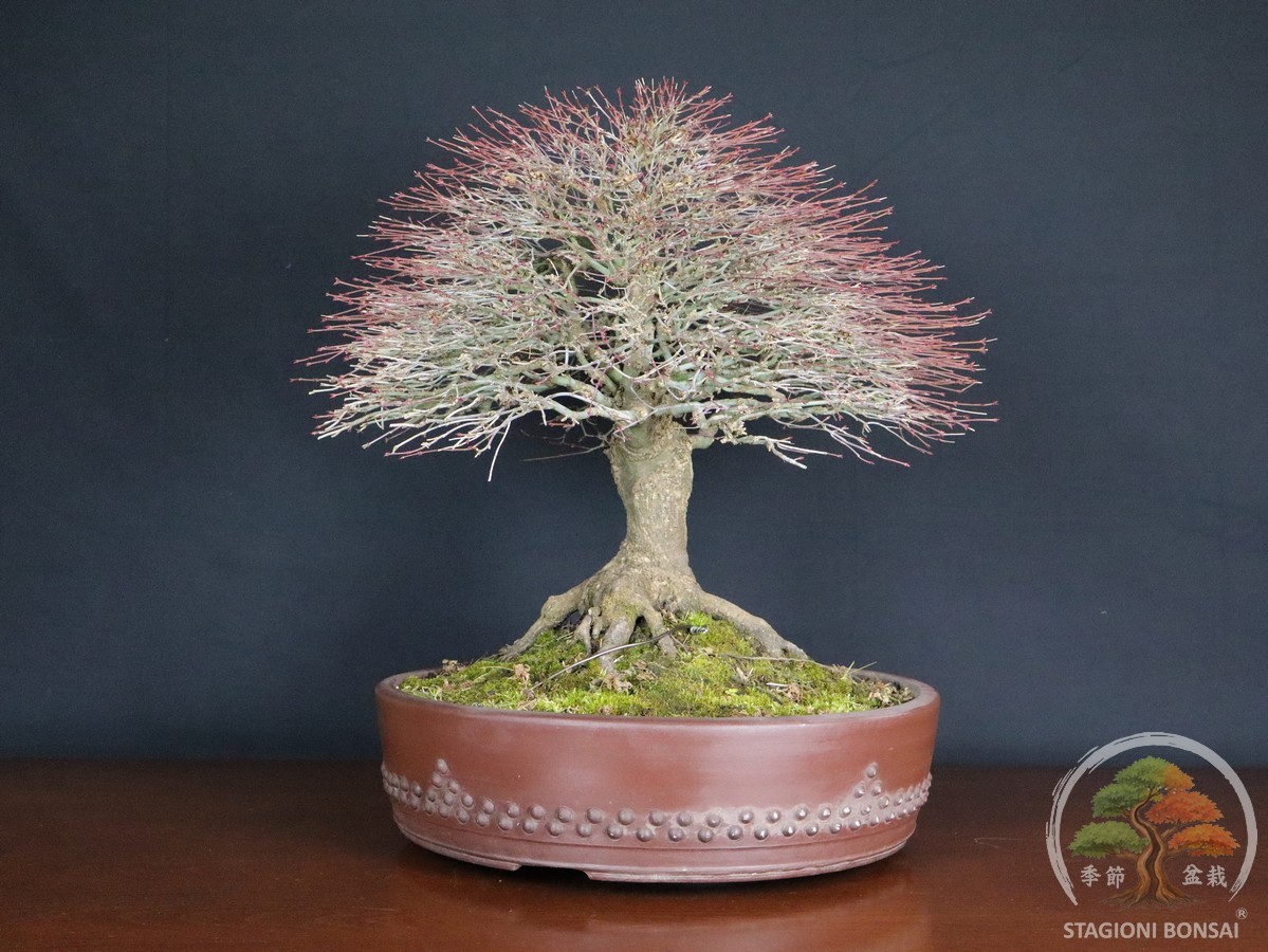 Acer palmatum Kiyohime - Acero palmato (26-050) - immagine 10