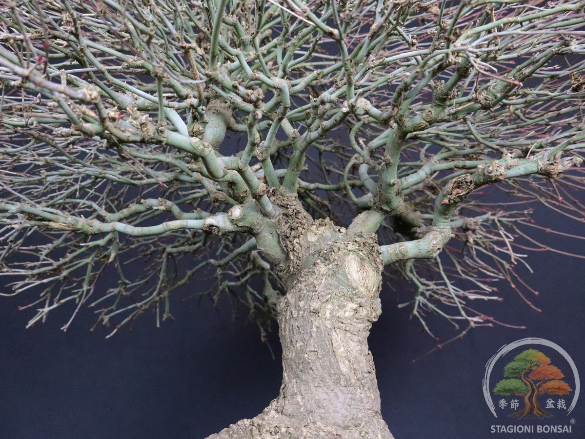Acer palmatum Kiyohime - Acero palmato (26-050) - immagine 11