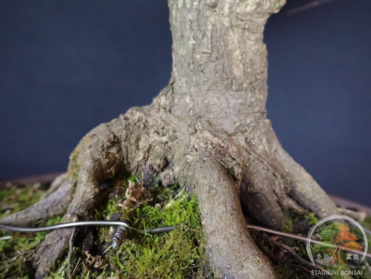 Acer palmatum Kiyohime - Acero palmato (26-050) - immagine 12