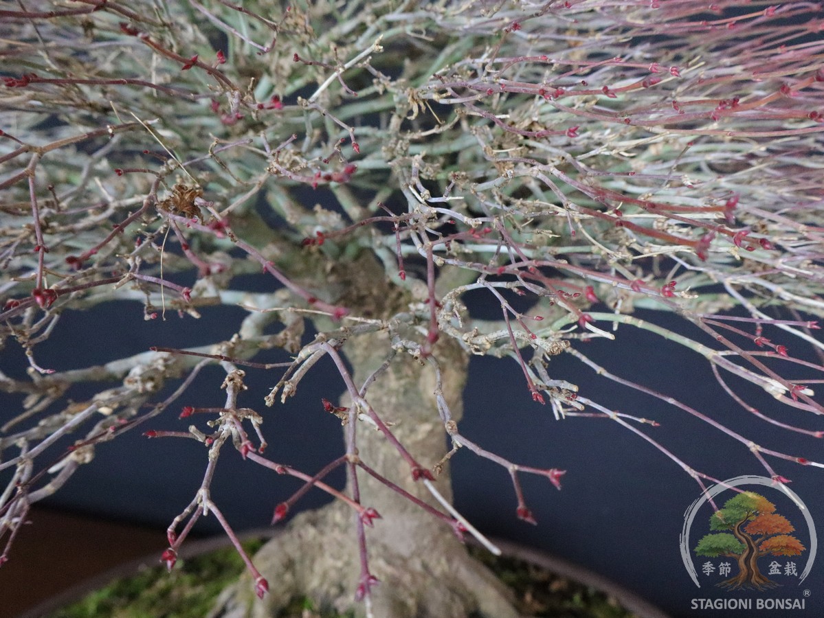 Acer palmatum Kiyohime - Acero palmato (26-050) - immagine 13