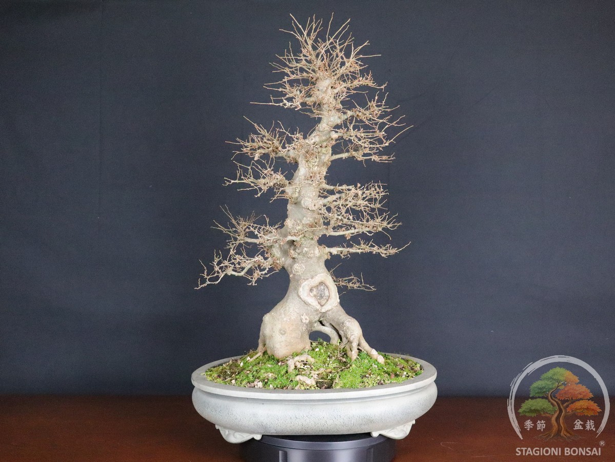 Celtis australis bonsai Bagolaro del 1998 con frutti eduli
