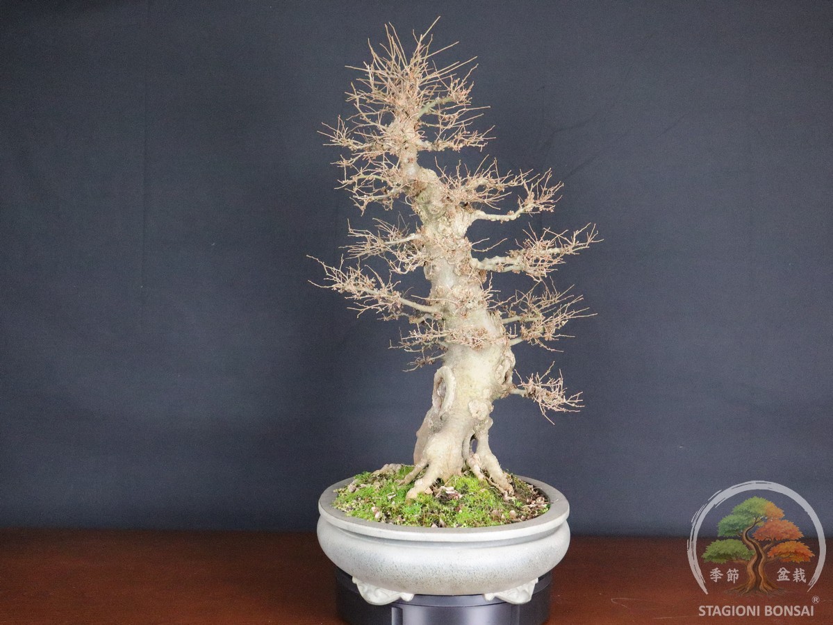 Celtis Australis - Bagolaro (26-051) - immagine 2