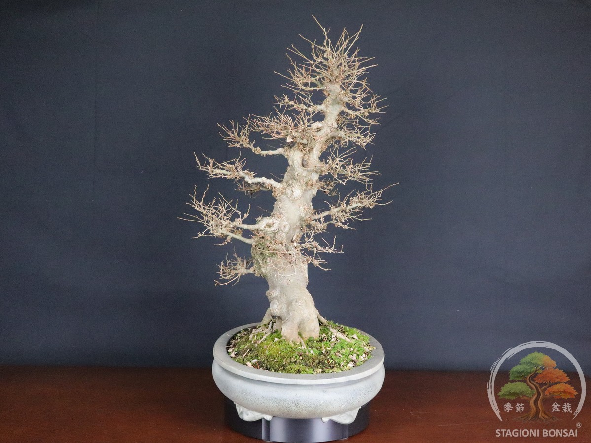 Celtis Australis - Bagolaro (26-051) - immagine 4