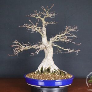 Acer palmatum Katsura bonsai maturo con ottimo nebari