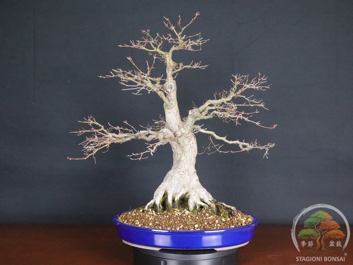 Acer palmatum Katsura bonsai maturo con ottimo nebari