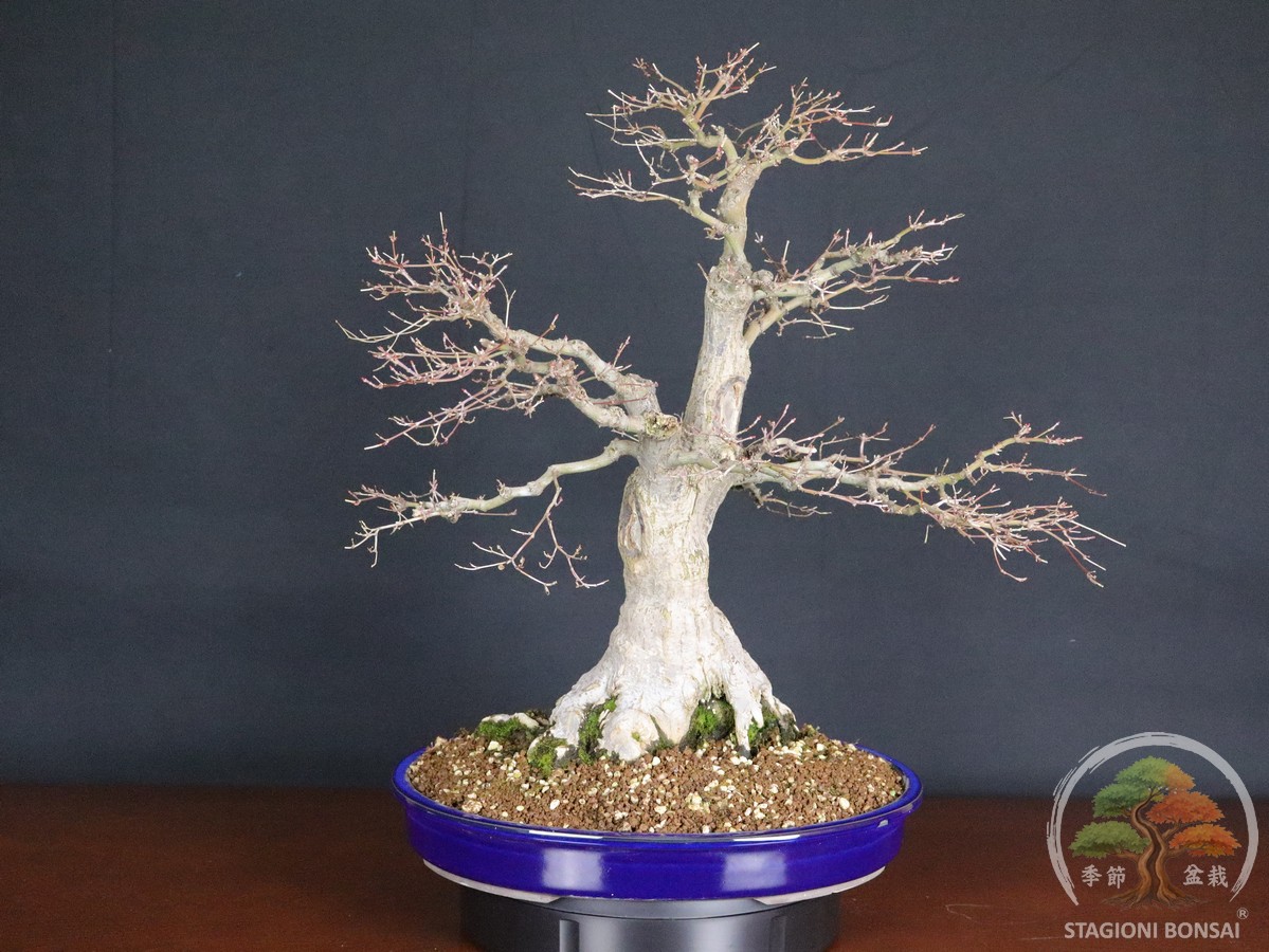 Acer palmatum Katsura - Acero palmato (26-052) - immagine 4