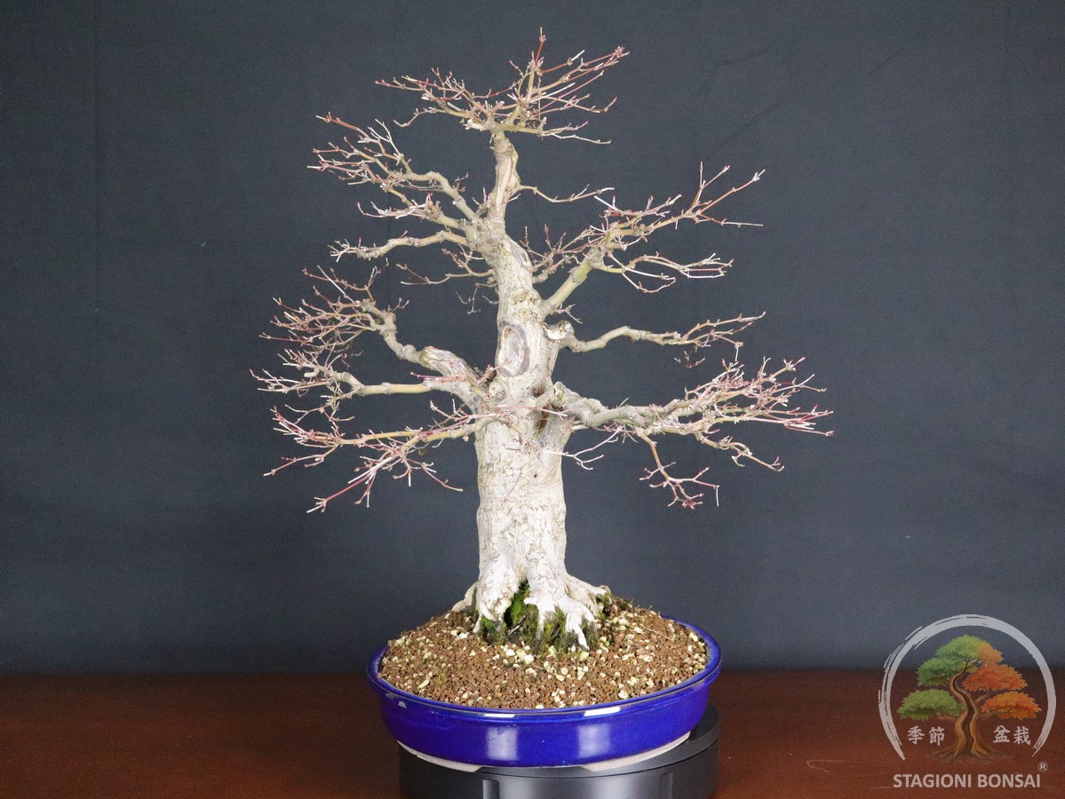 Acer palmatum Katsura - Acero palmato (26-052) - immagine 5