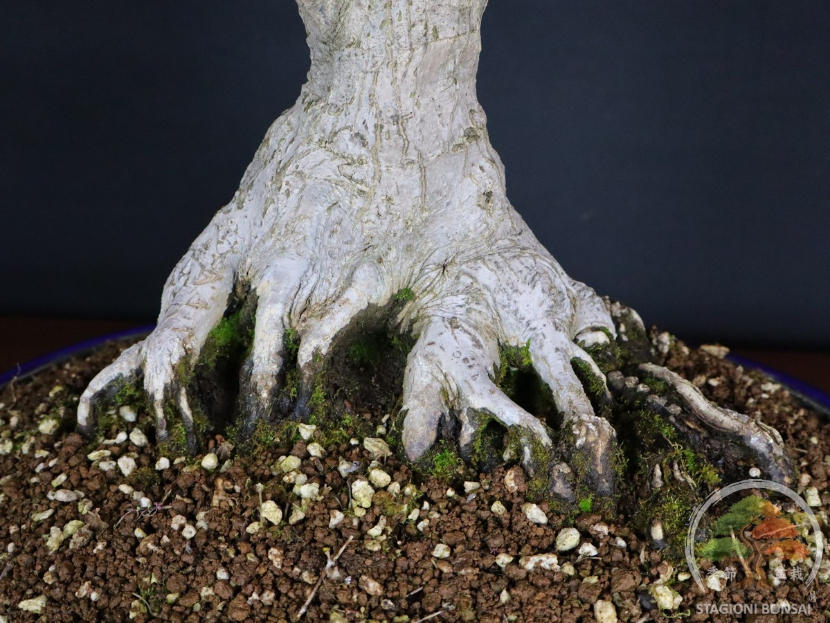 Acer palmatum Katsura - Acero palmato (26-052) - immagine 2