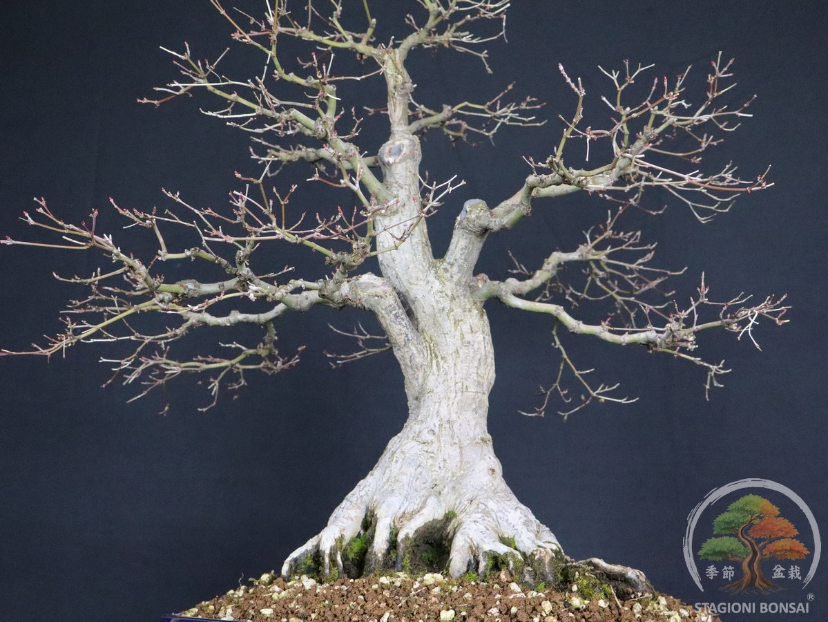 Acer palmatum Katsura - Acero palmato (26-052) - immagine 6