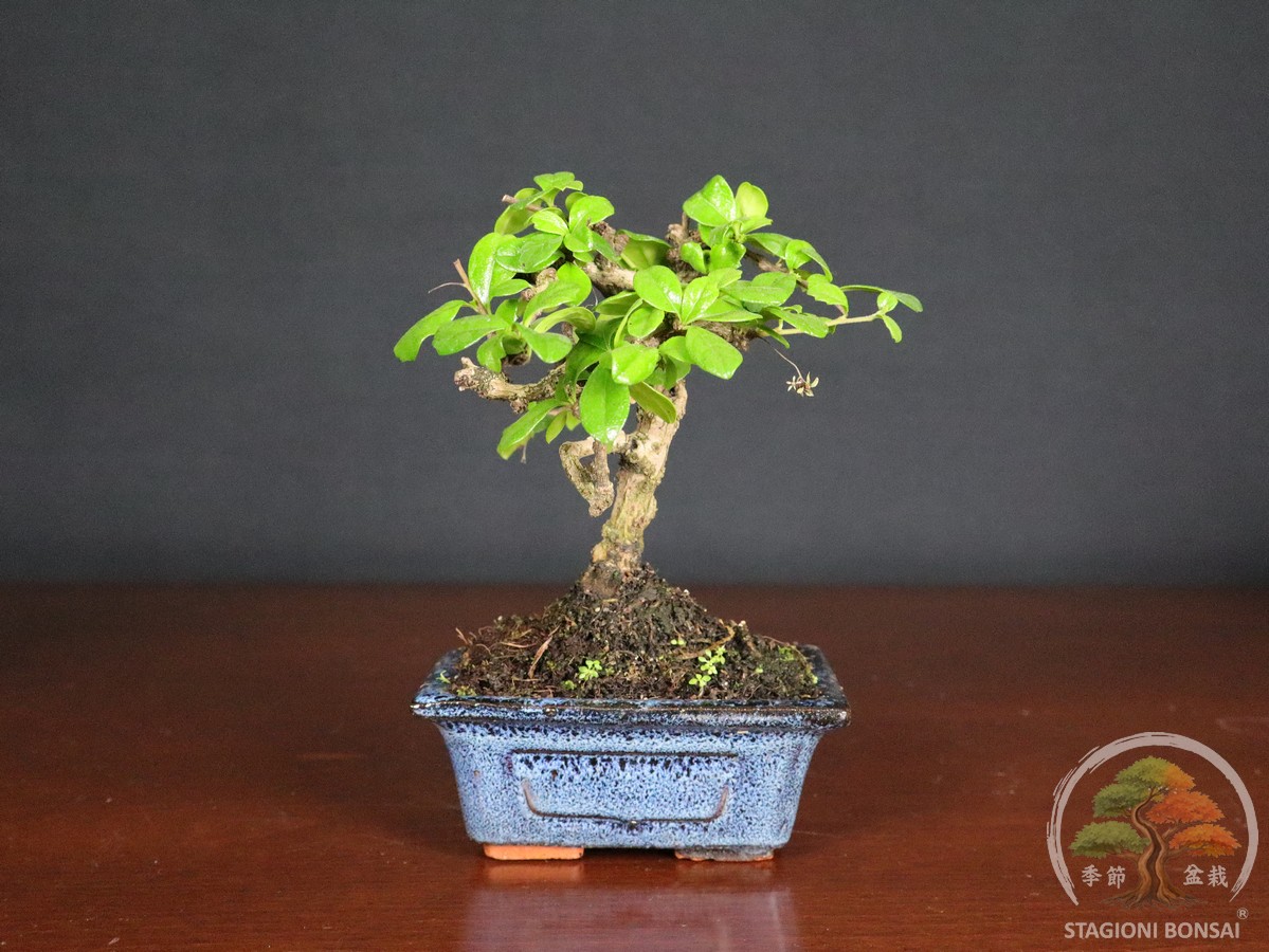 Bonsai di Carmona macrophylla - vaso 12cm - immagine 2