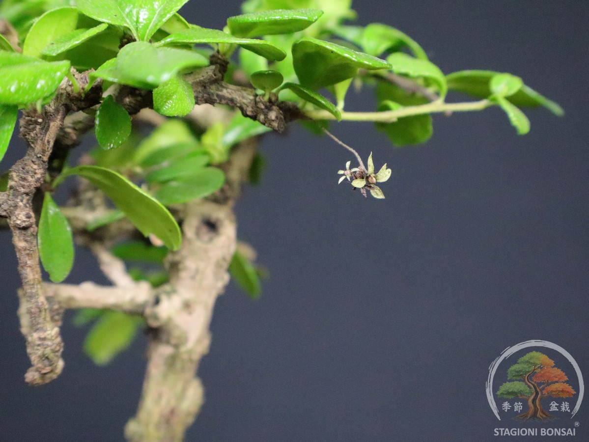 Bonsai di Carmona macrophylla - vaso 12cm - immagine 3