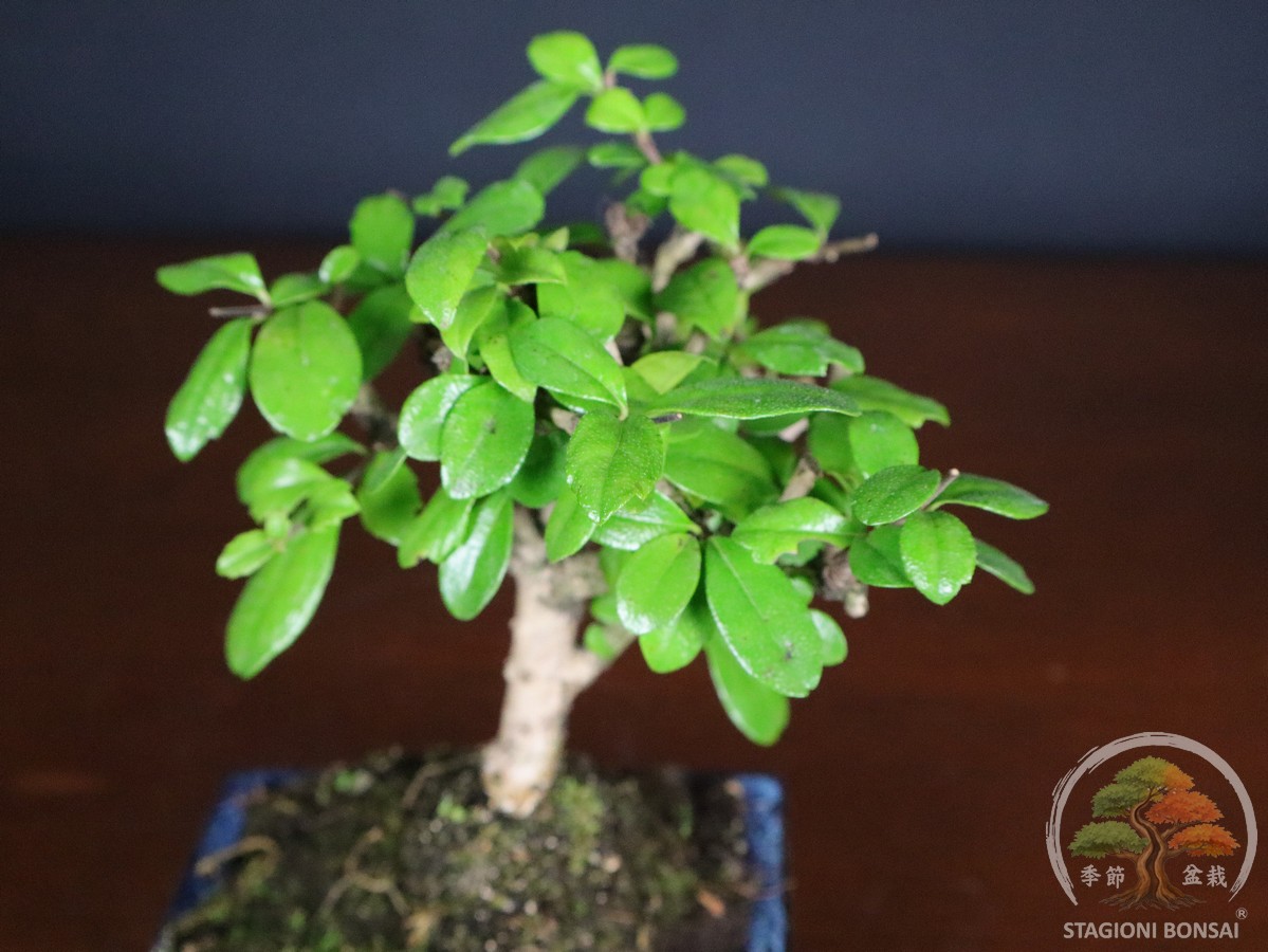Bonsai di Carmona macrophylla - vaso 12cm - immagine 4