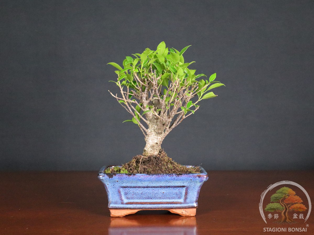 Ficus retusa, bonsai da interno adattabile ed equilibrato. Ideale come primo approccio, coltivato con cura e proposto in vaso da 15 cm.