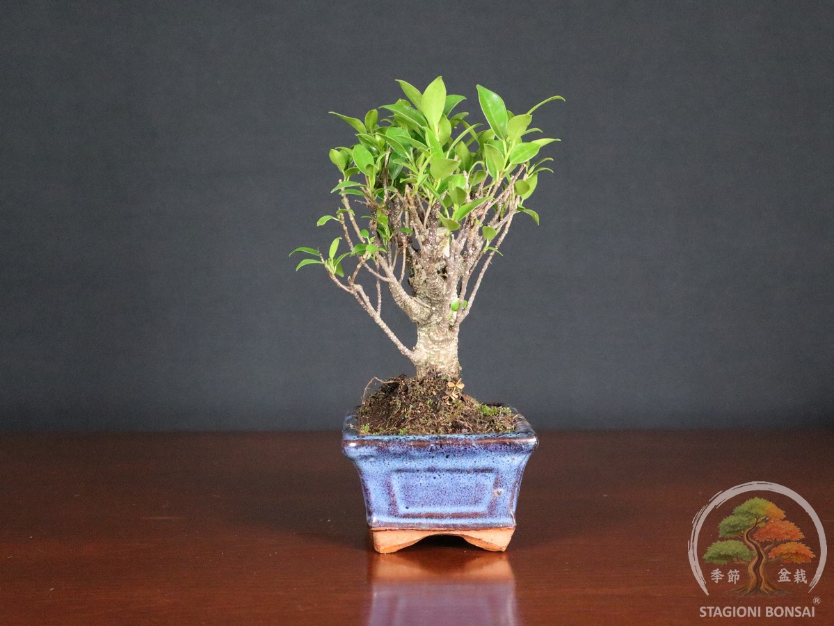 Bonsai di Ficus retusa - vaso 15cm "formale" - immagine 2