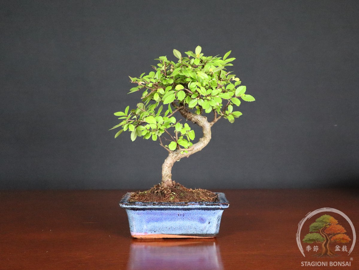 Zelkova, detta Olmo cinese, bonsai da interno con tronco già lavorato e impostato. Proposta in vaso da 15 cm, adatta a casa, ufficio o negozio.