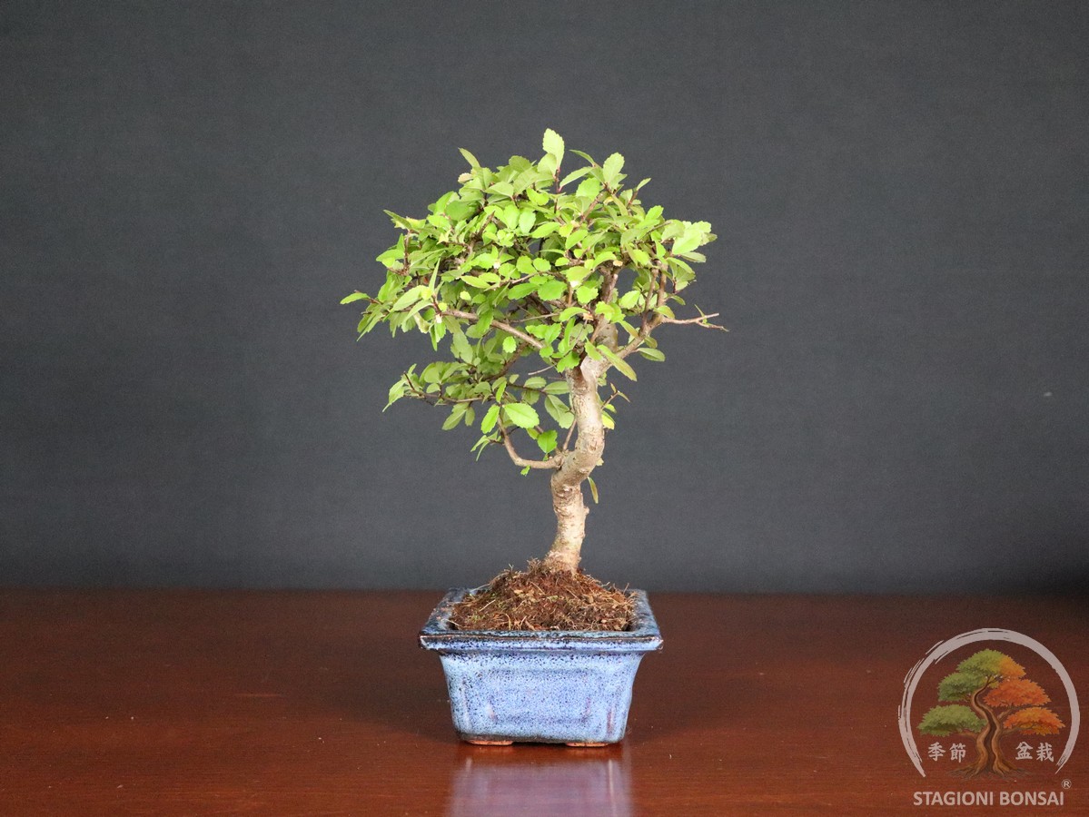 Bonsai di Zelkova (Olmo cinese) - vaso 15cm "informale" - immagine 2