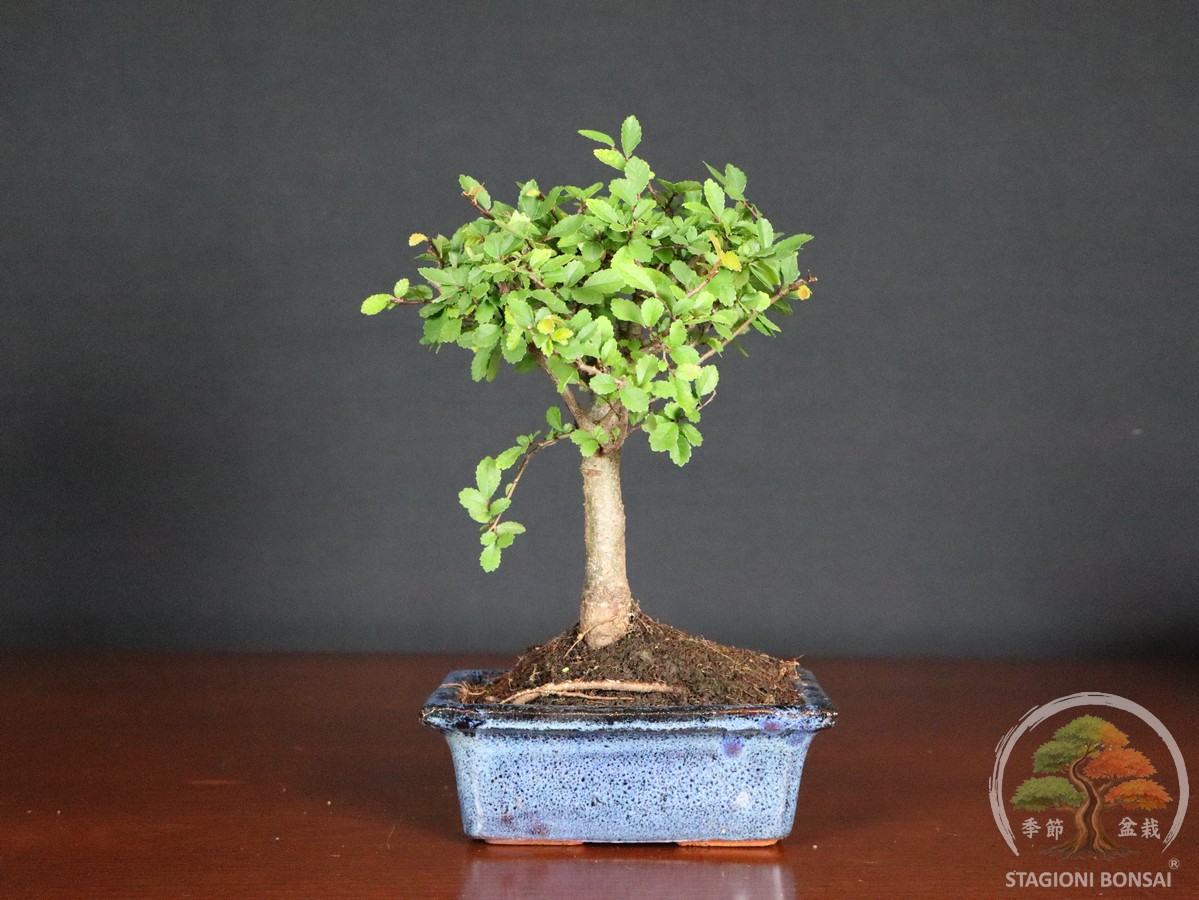 Zelkova, detta Olmo cinese, bonsai da interno equilibrato e adattabile. Proposta in vaso da 15 cm, ideale per casa, ufficio o negozio.