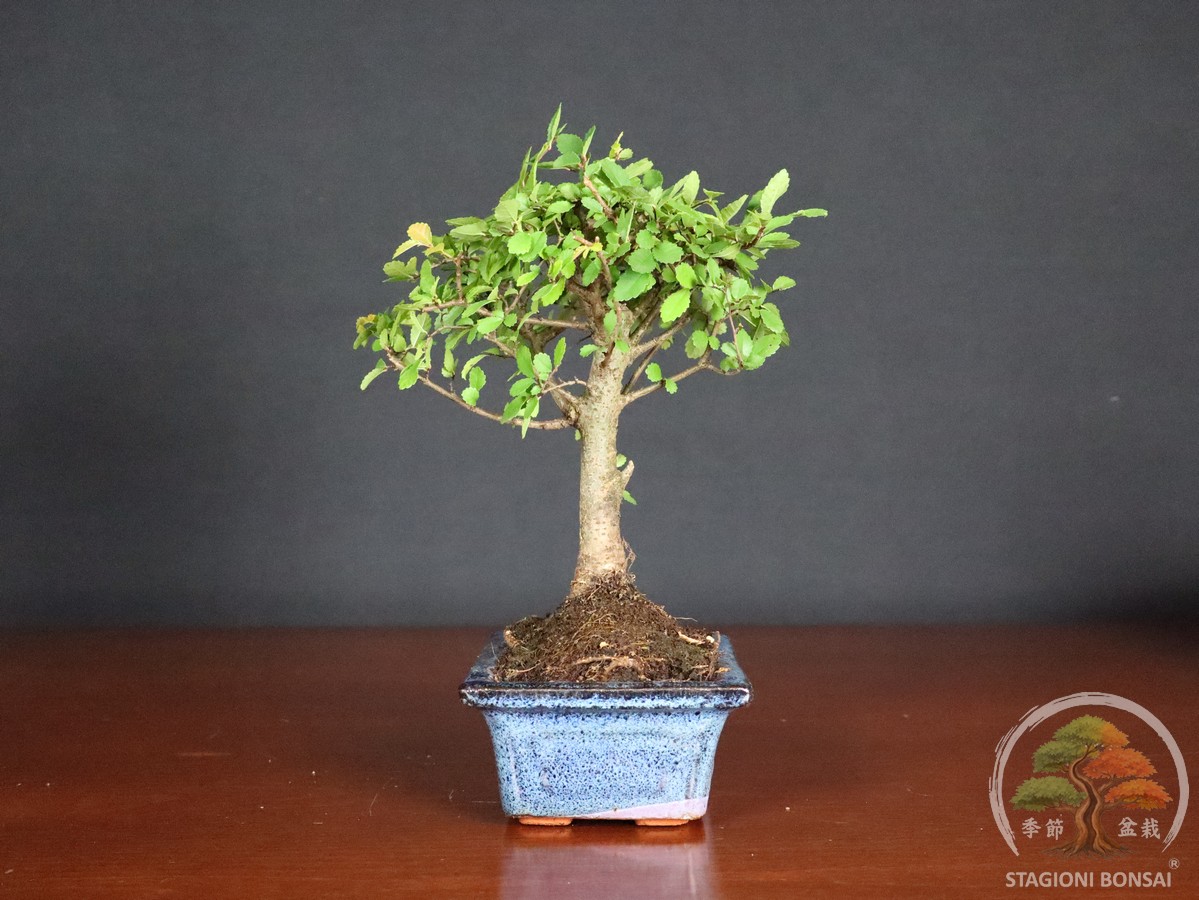 Bonsai di Zelkova (Olmo cinese) - vaso 15cm "formale" - immagine 2