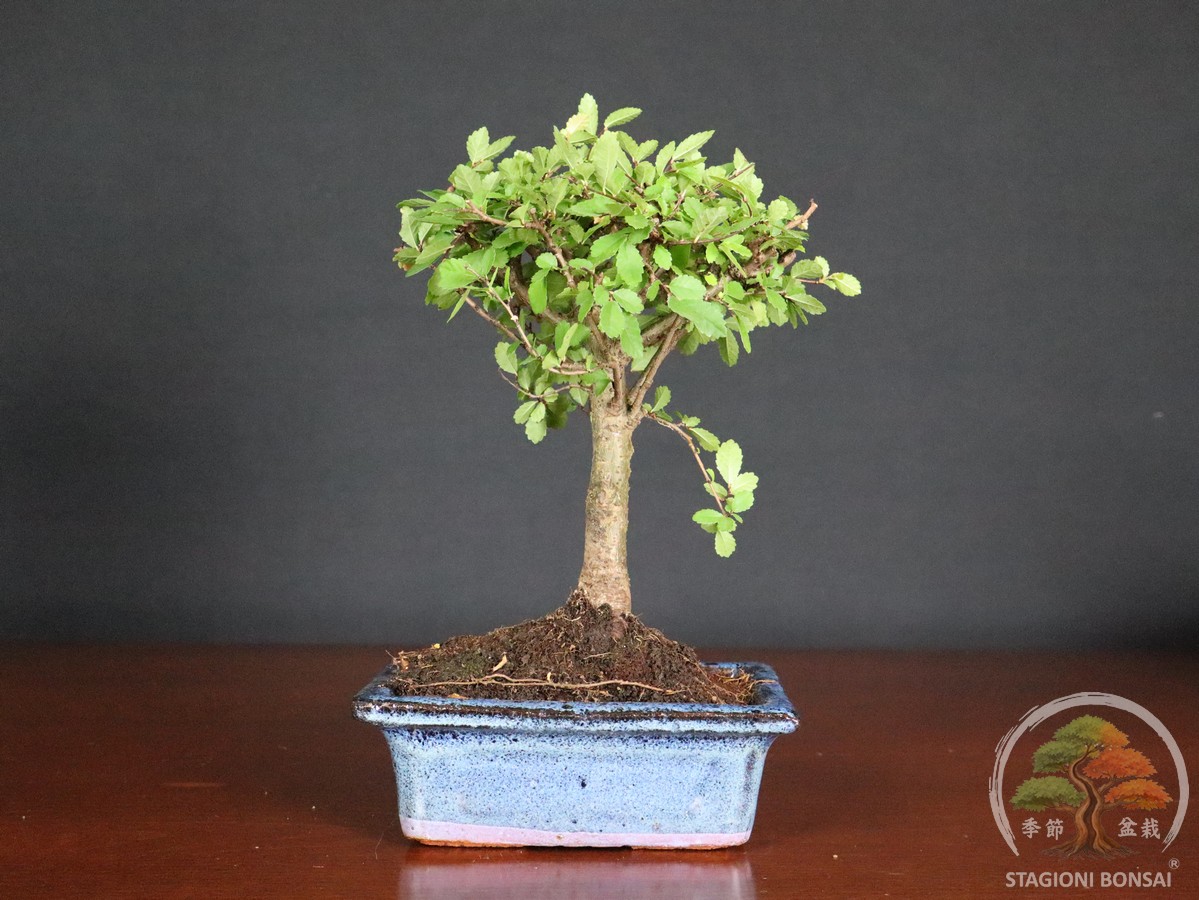 Bonsai di Zelkova (Olmo cinese) - vaso 15cm "formale" - immagine 3