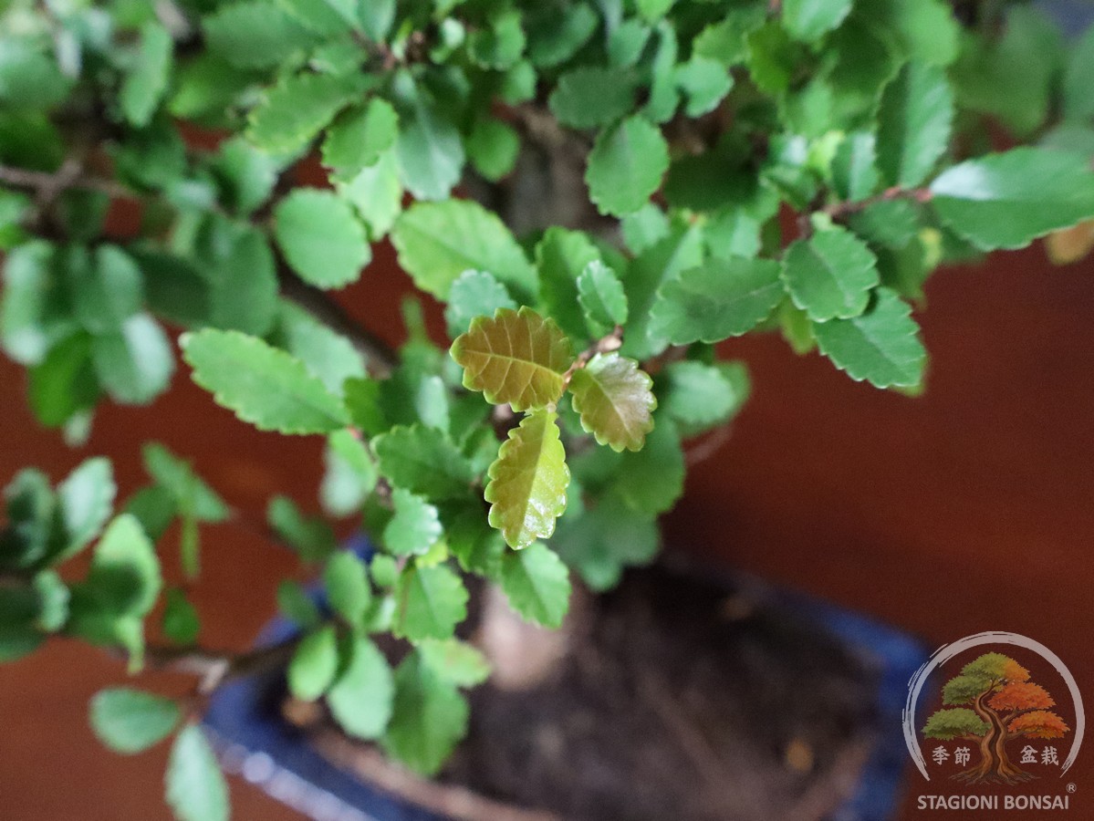 Bonsai di Zelkova (Olmo cinese) - vaso 15cm "formale" - immagine 6