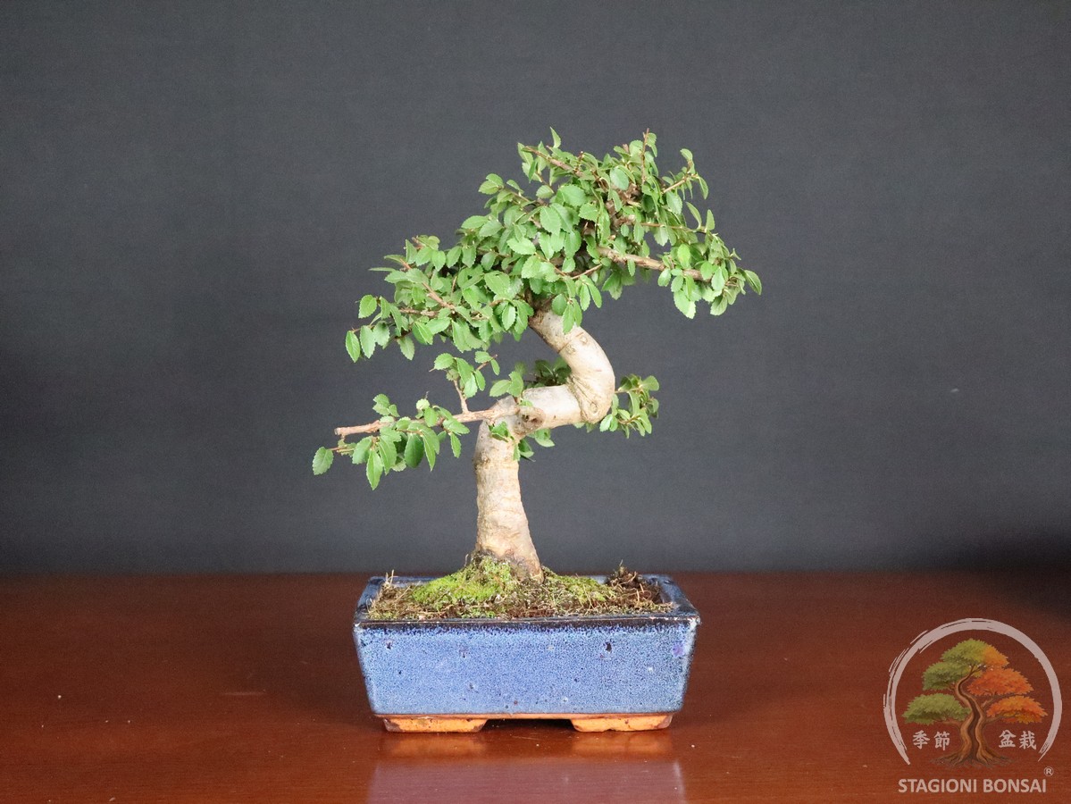 Bonsai di Zelkova (Olmo cinese) - vaso 20cm - immagine 4