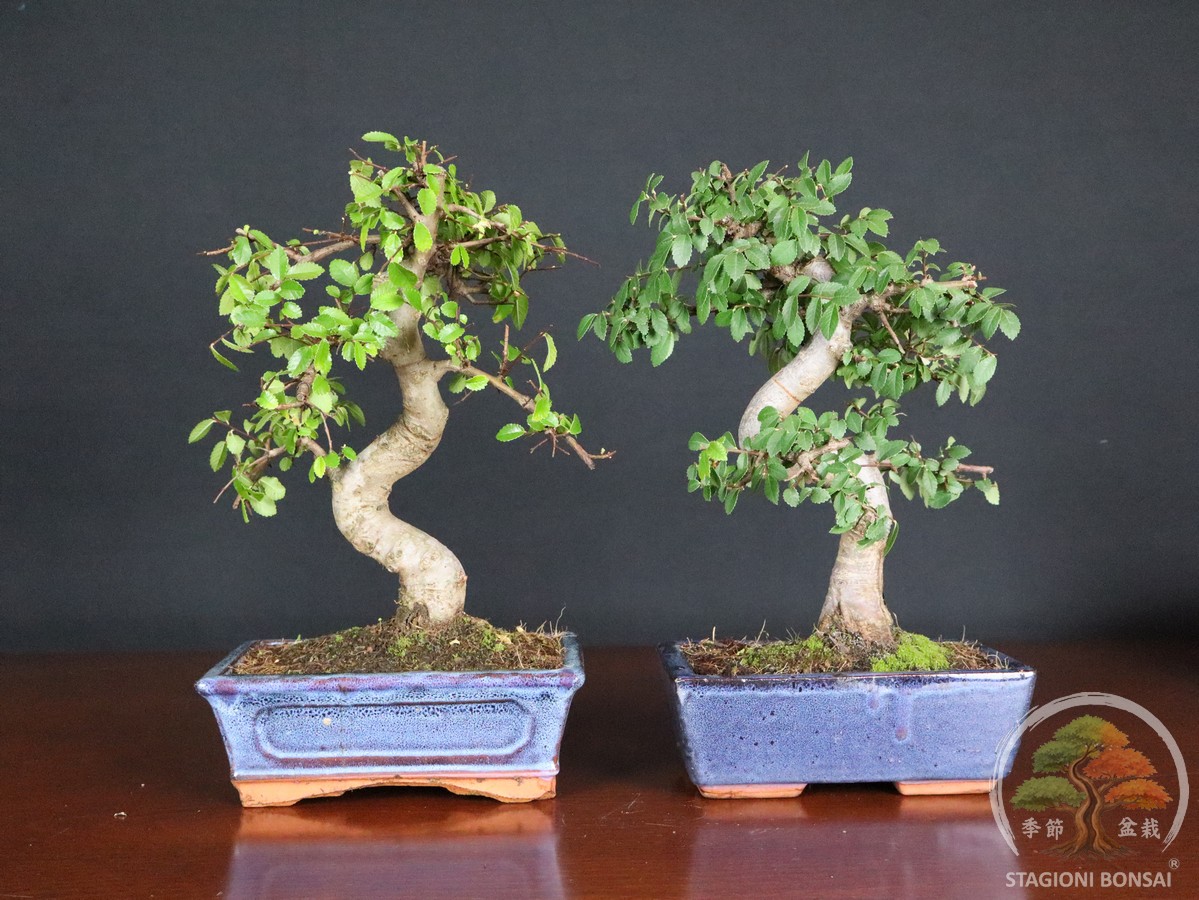 Bonsai di Zelkova (Olmo cinese) - vaso 20cm - immagine 5