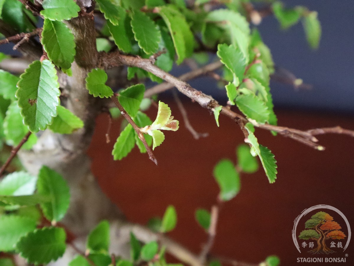 Bonsai di Zelkova (Olmo cinese) - vaso 20cm - immagine 8