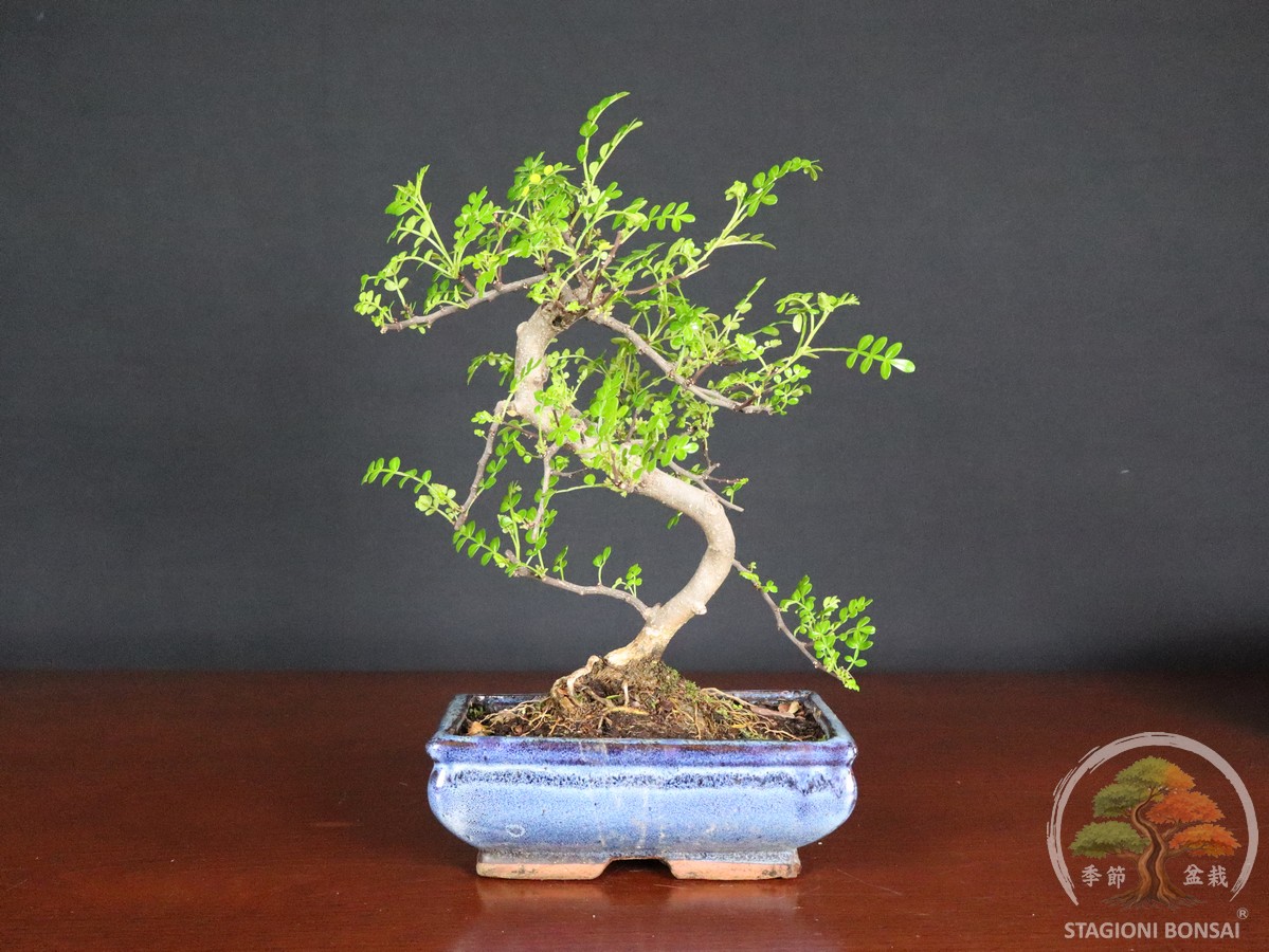 Bonsai di Zanthoxylum piperitum (Pepe di Sichuan) – vaso 20cm