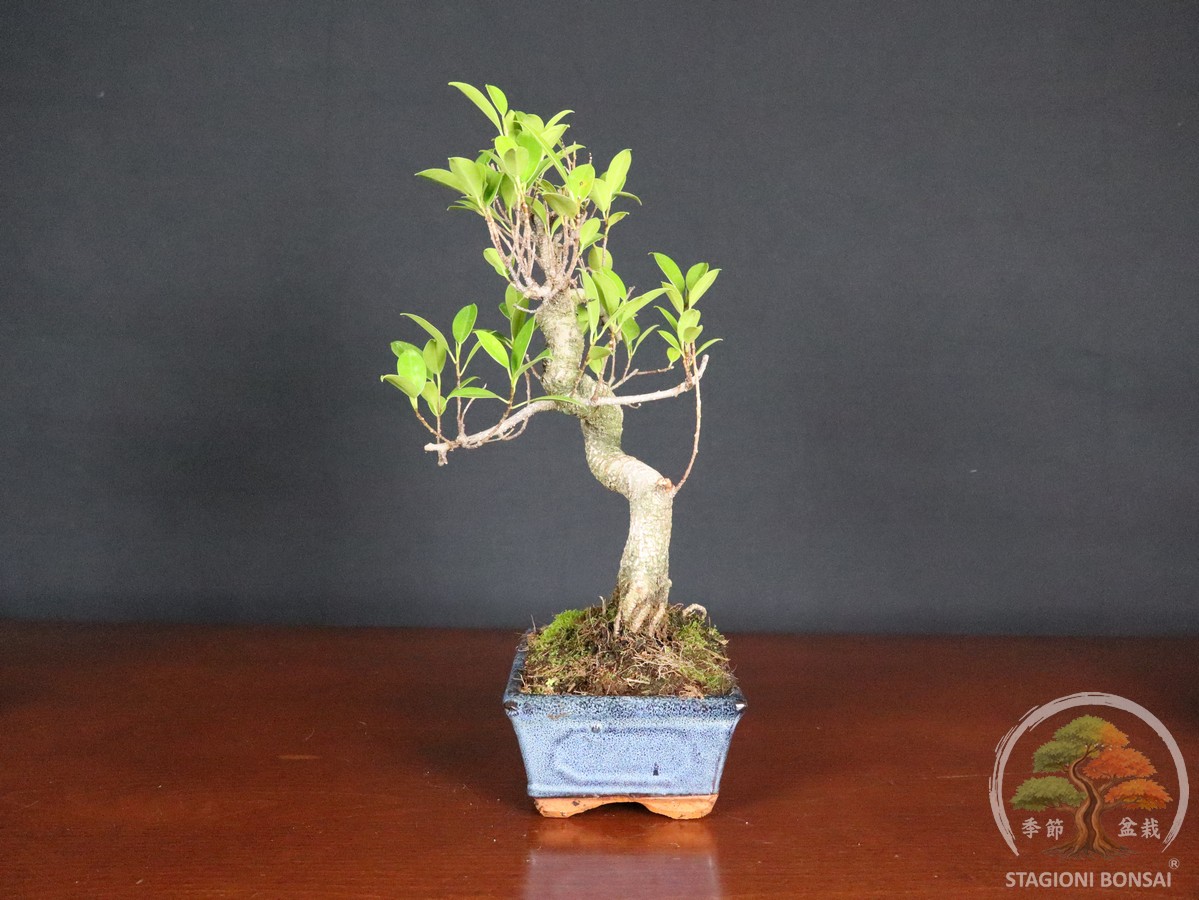 Bonsai di Ficus retusa – vaso 20cm - immagine 2