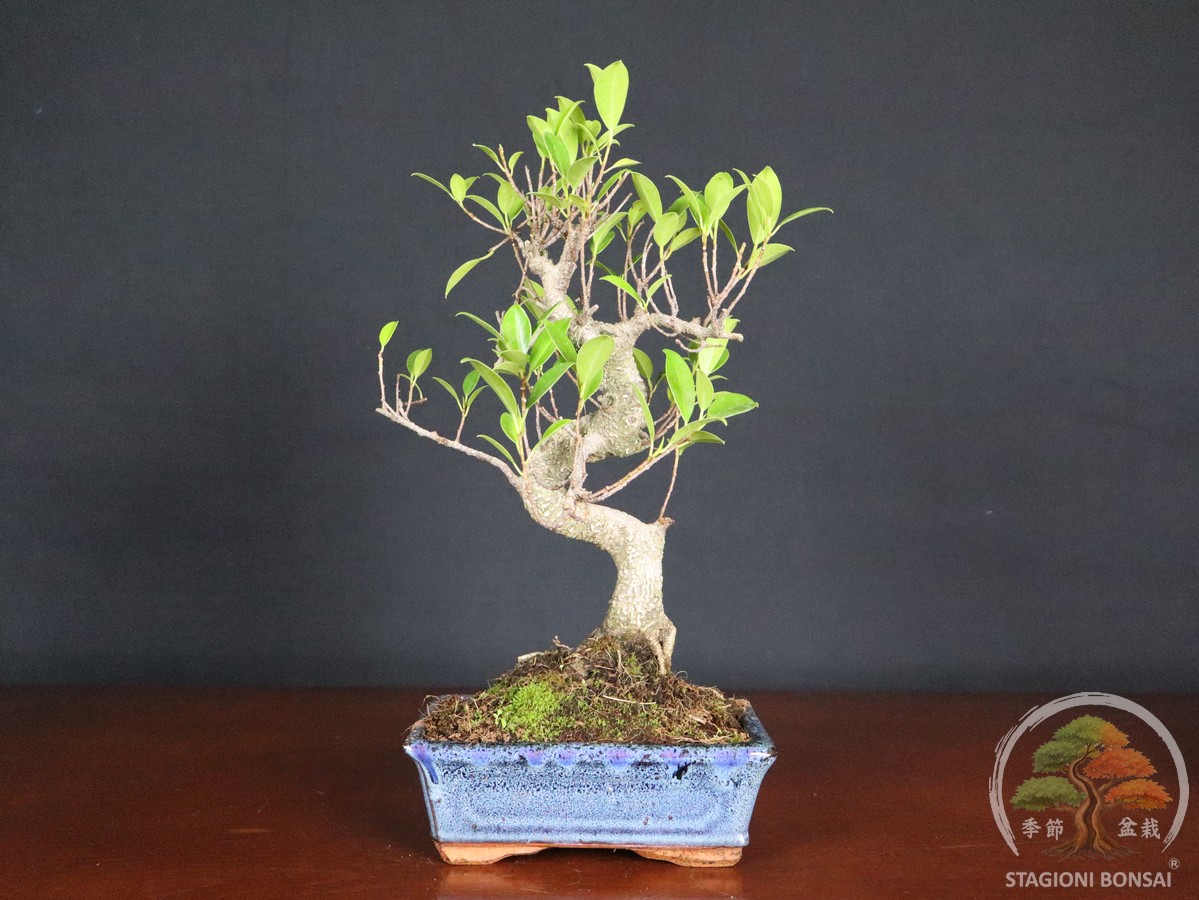Bonsai di Ficus retusa – vaso 20cm - immagine 3
