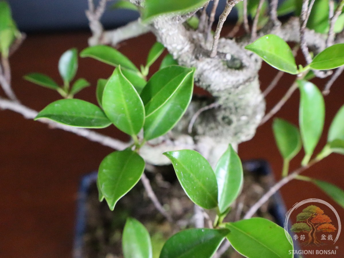 Bonsai di Ficus retusa – vaso 20cm - immagine 4