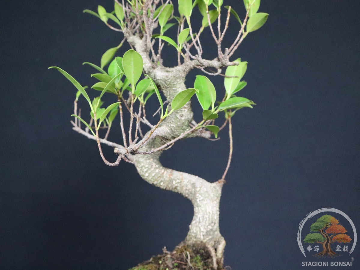 Bonsai di Ficus retusa – vaso 20cm - immagine 5