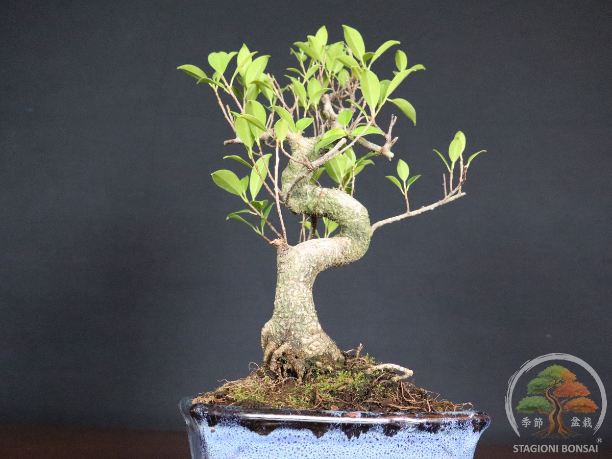 Bonsai di Ficus retusa – vaso 20cm - immagine 6