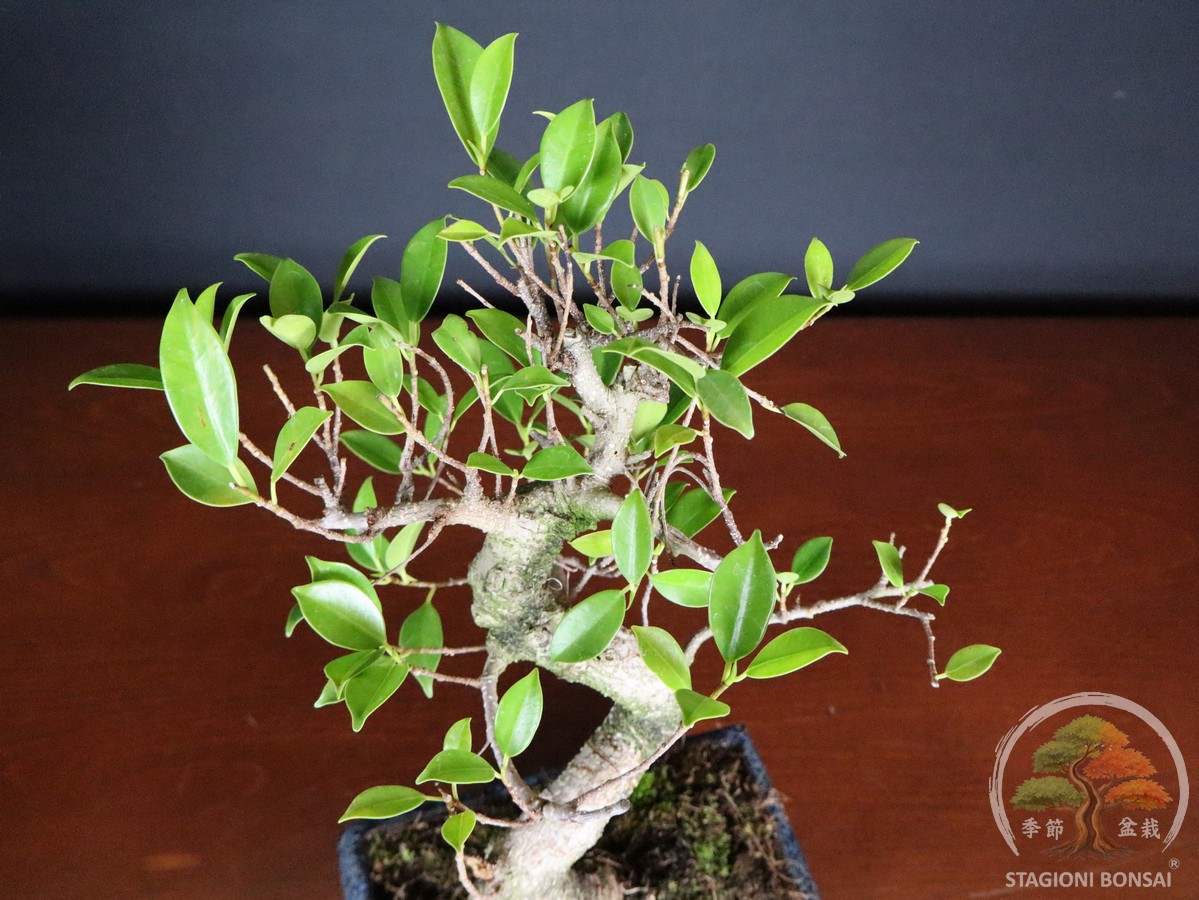 Bonsai di Ficus retusa – vaso 20cm - immagine 7