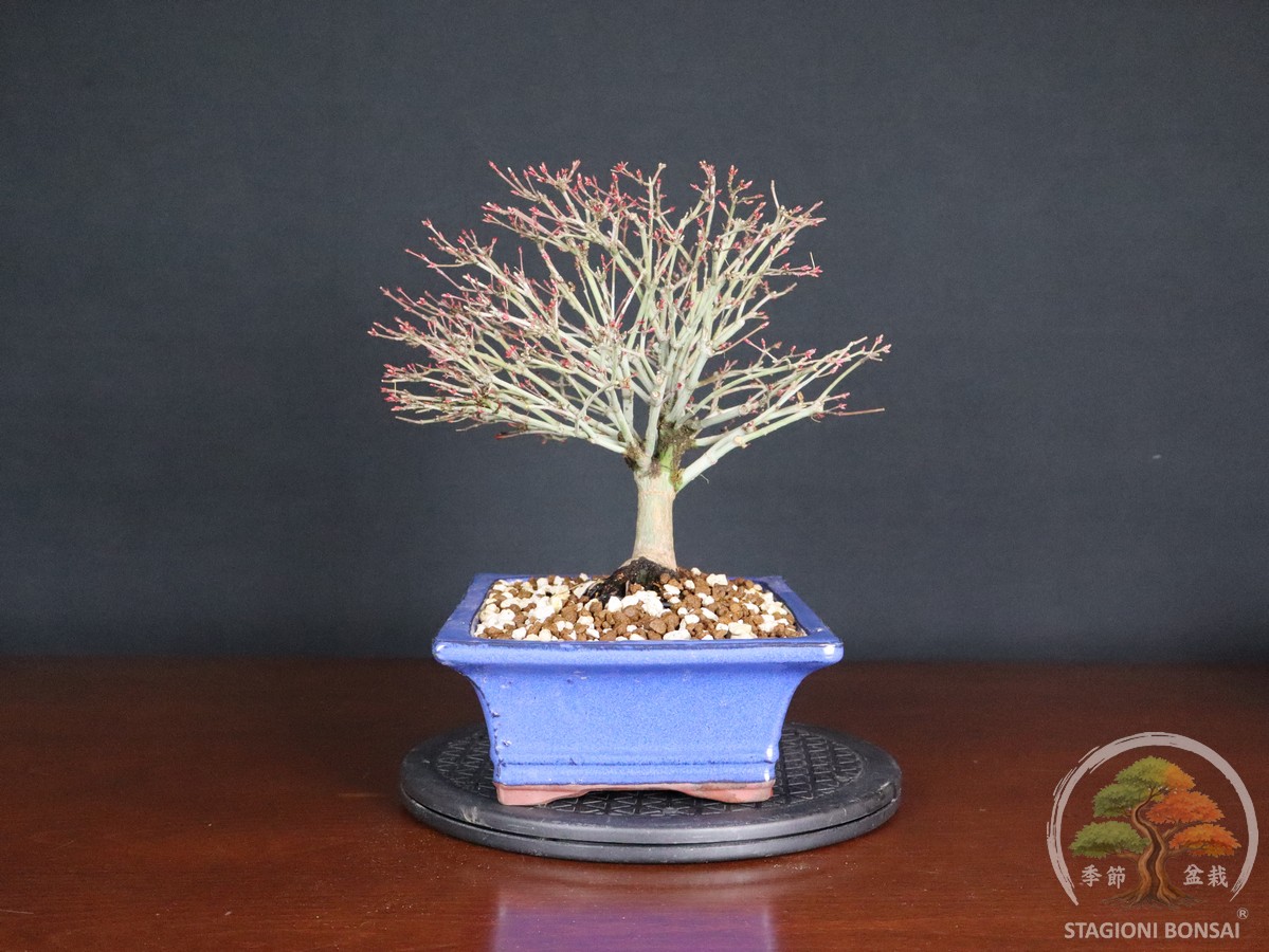 Acer palmatum Kiyohime - Acero palmato (26-053) - immagine 7