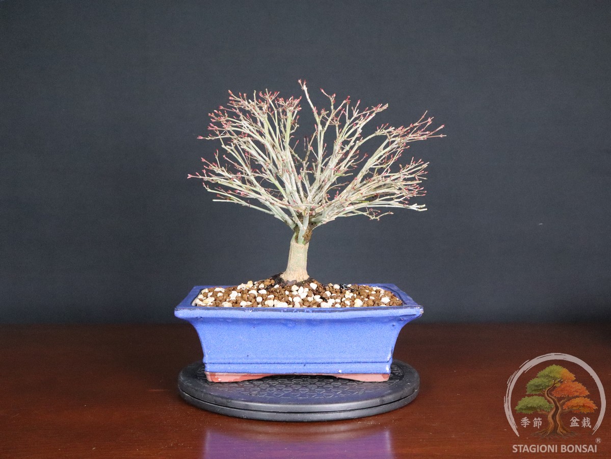 Acer palmatum Kiyohime - Acero palmato (26-053) - immagine 8