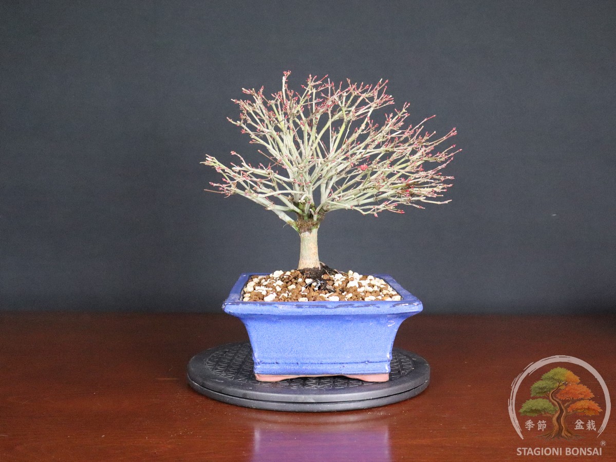 Acer palmatum Kiyohime - Acero palmato (26-053) - immagine 9