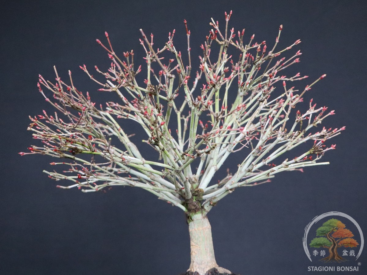 Acer palmatum Kiyohime - Acero palmato (26-053) - immagine 10