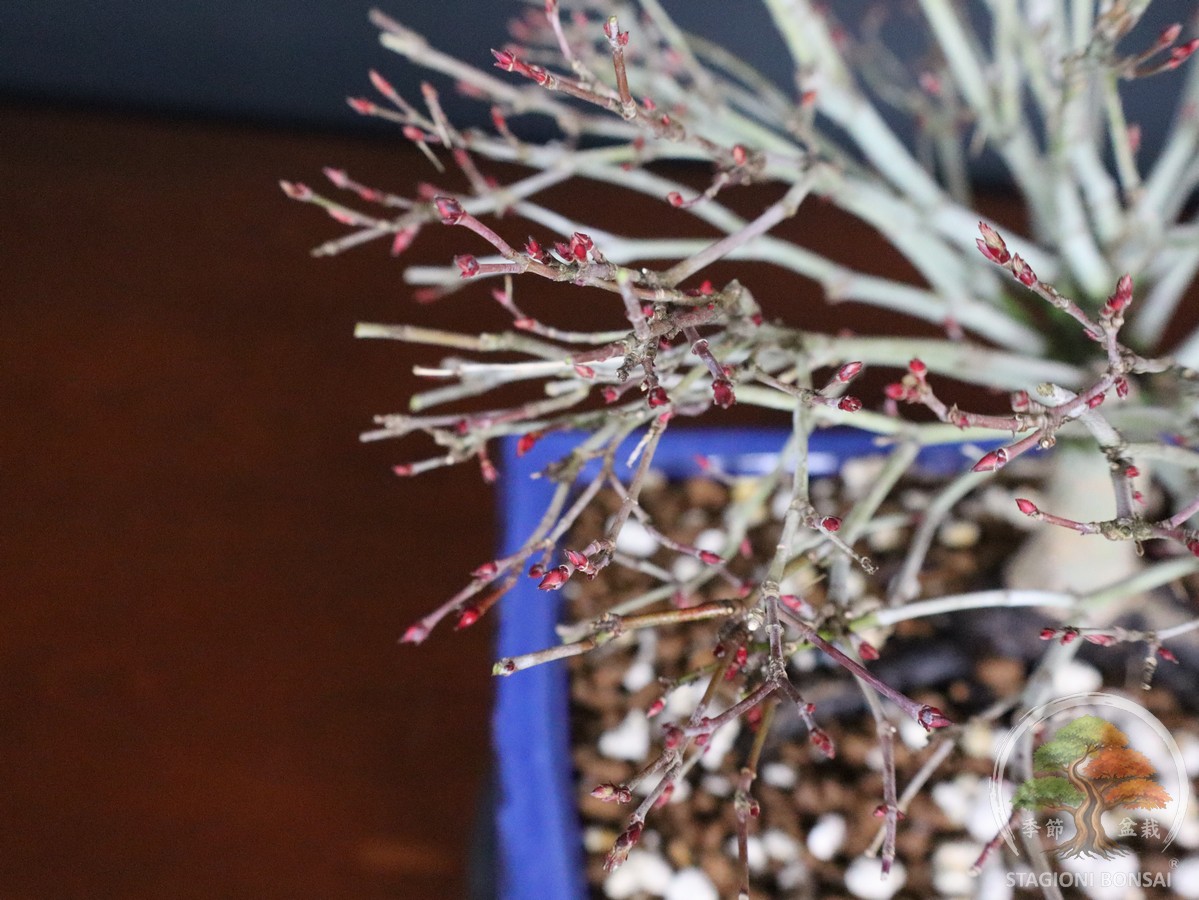Acer palmatum Kiyohime - Acero palmato (26-053) - immagine 11