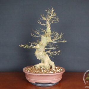 Celtis Australis "micocoulier" - Bagolaro (26-054)