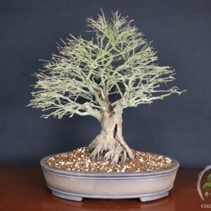 Acer palmatum Kiyohime - Acero palmato (26-055)