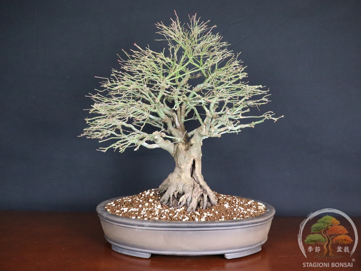 Acer palmatum Kiyohime - Acero palmato (26-055)