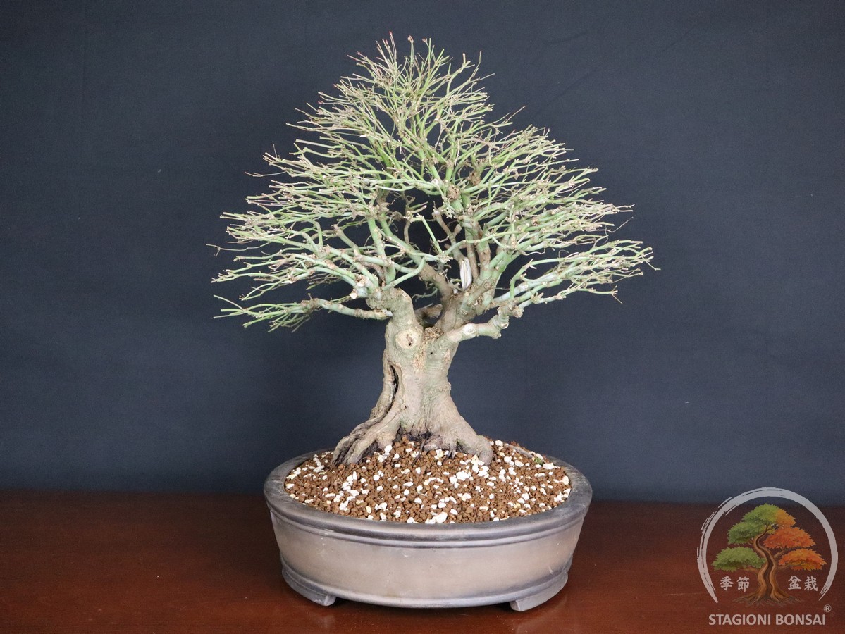 Acer palmatum Kiyohime - Acero palmato (26-055) - immagine 2